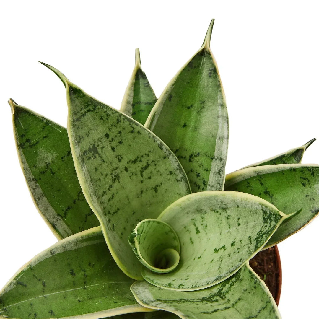 Snake Plant Starlight-Indoor Plants-American Plant Supply