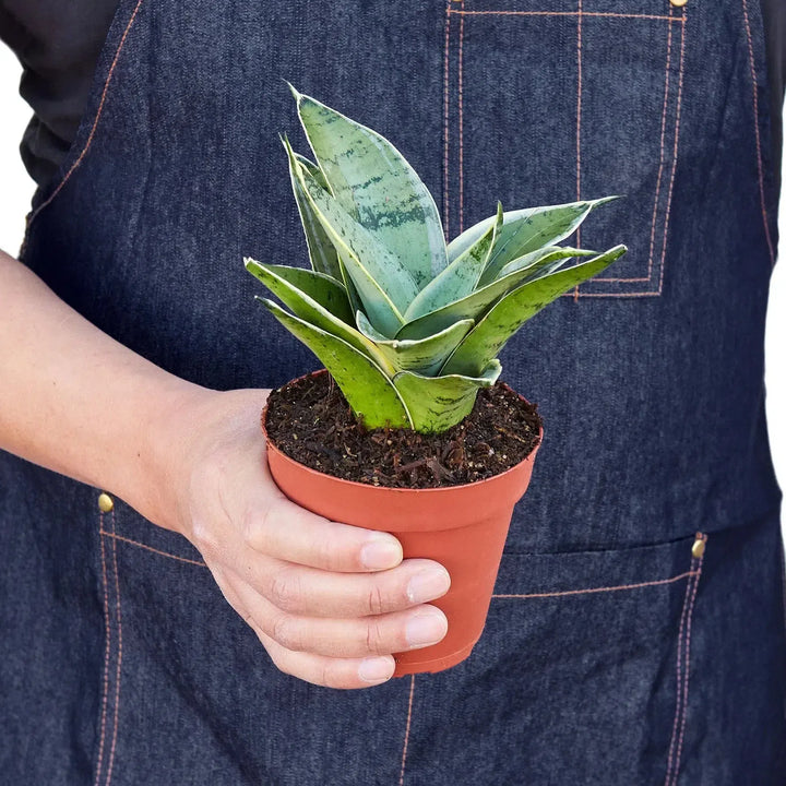 Snake Plant Starlight-Indoor Plants-American Plant Supply