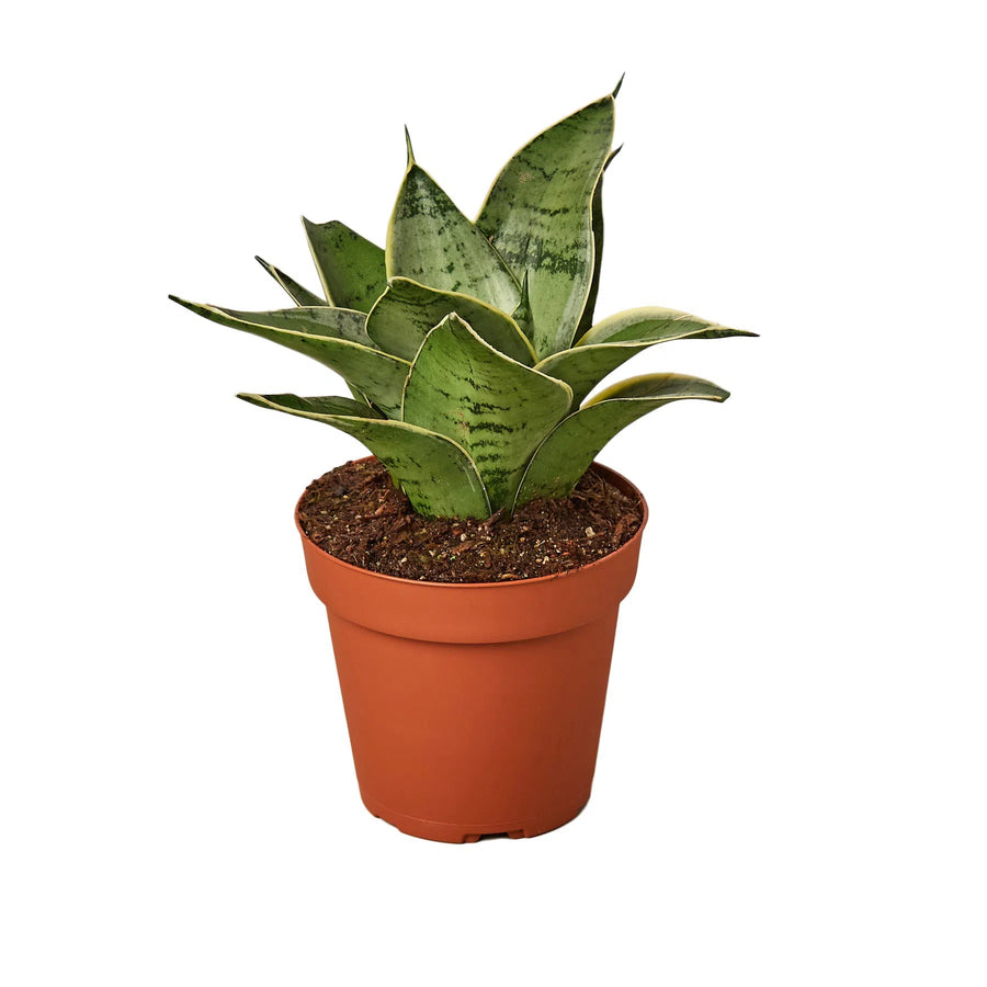 Snake Plant Starlight-Indoor Plants-American Plant Supply