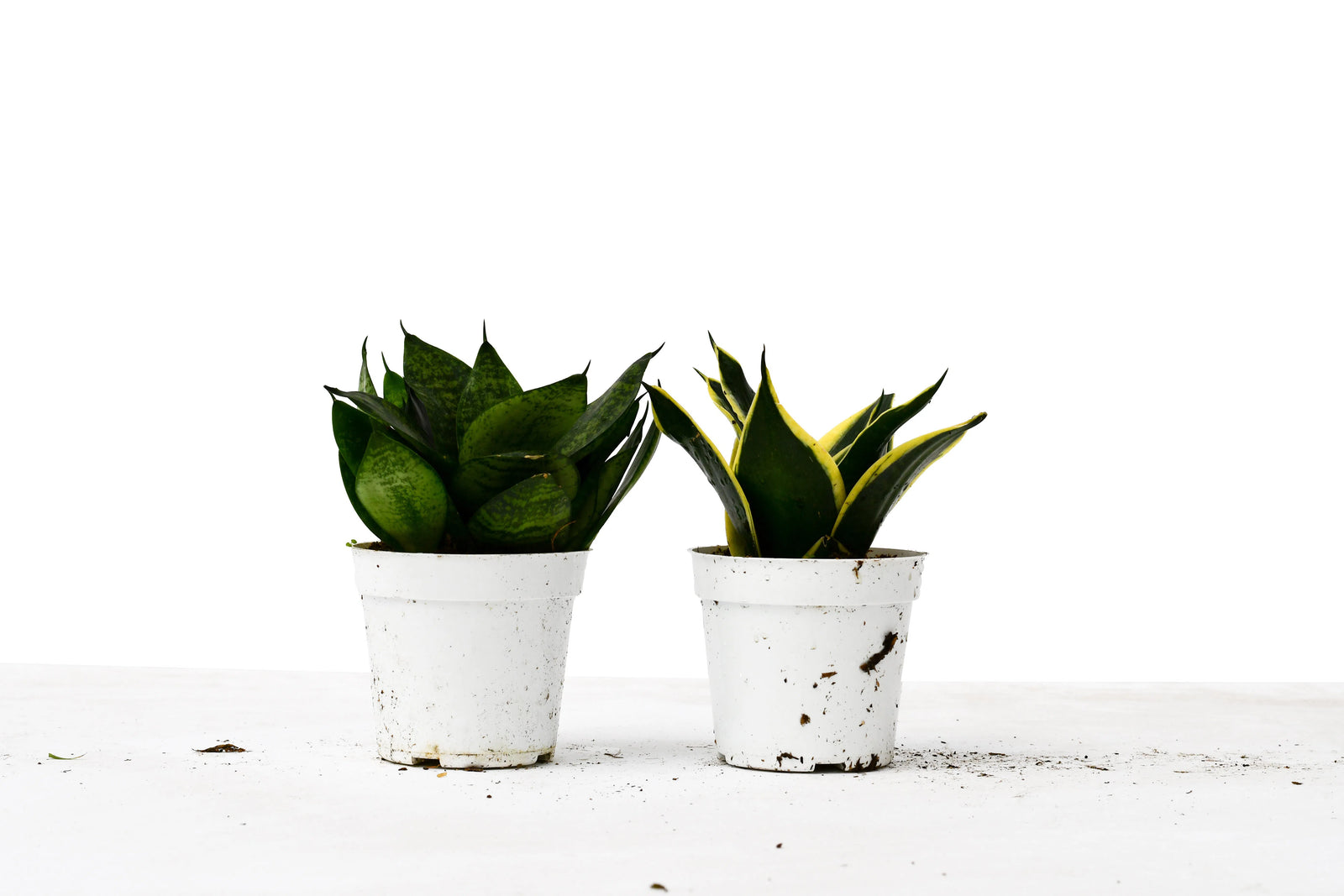 Snake Plant Variety Packs - 4" Pot-4" Plant (2pk/$2) ($10 Ship/31oz)-American Plant Supply