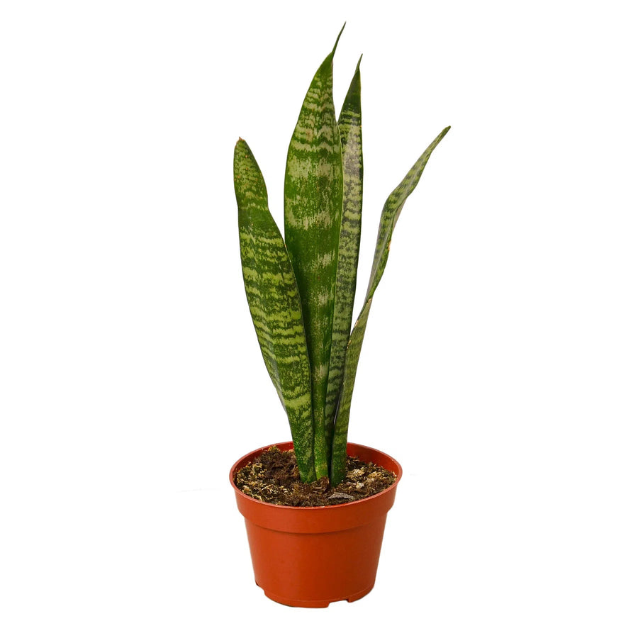 Snake Plant 'Zeylanica'-Indoor Plants-American Plant Supply