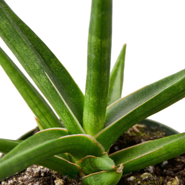 Snake 'Stuckii' - 4" Pot-4" Plant (1pk/$3.5) ($6 Ship/15oz)-American Plant Supply