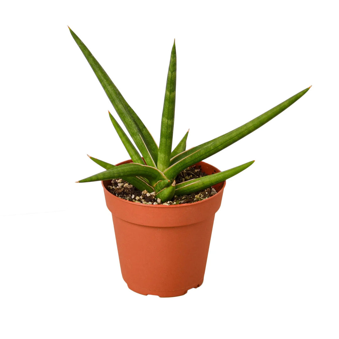 Snake 'Stuckii' - 4" Pot-4" Plant (1pk/$3.5) ($6 Ship/15oz)-American Plant Supply