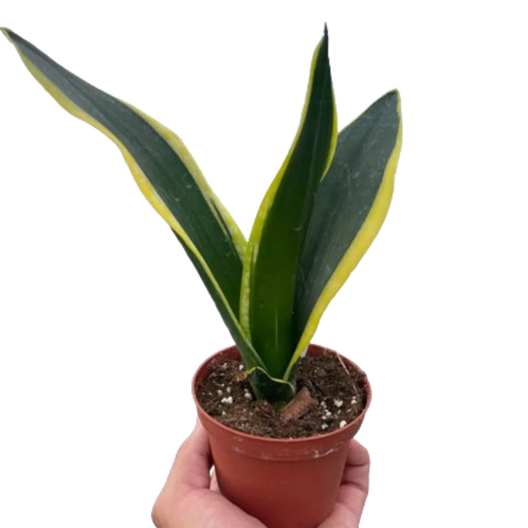 Snake Trifasciata Black Gold-American Plant Supply