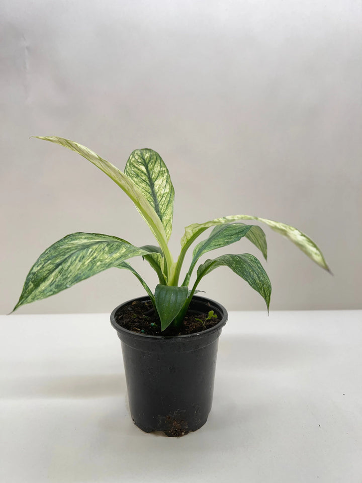 Spathiphyllum Jessica-Default-American Plant Supply