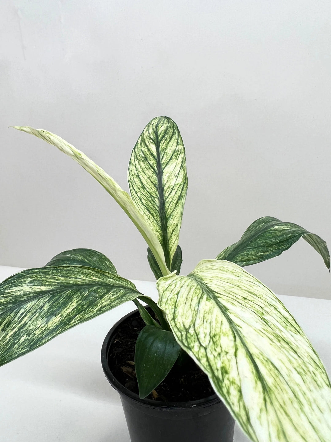 Spathiphyllum Jessica-Default-American Plant Supply