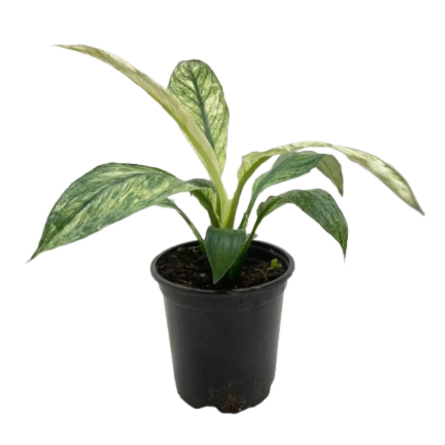 Spathiphyllum Jessica-Default-American Plant Supply