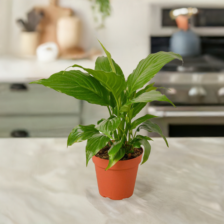 Spathiphyllum 'Peace Lily'