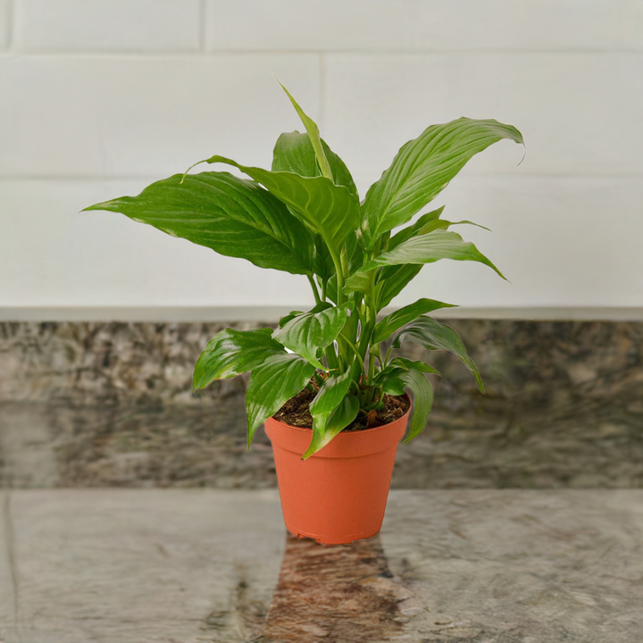 Spathiphyllum 'Peace Lily'