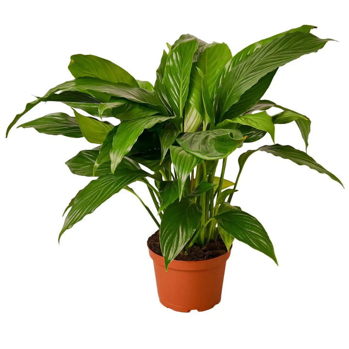 Spathiphyllum 'Peace Lily'-Default-American Plant Supply