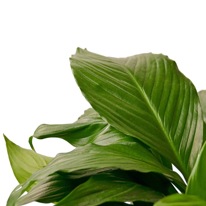 Spathiphyllum 'Peace Lily'-Default-American Plant Supply