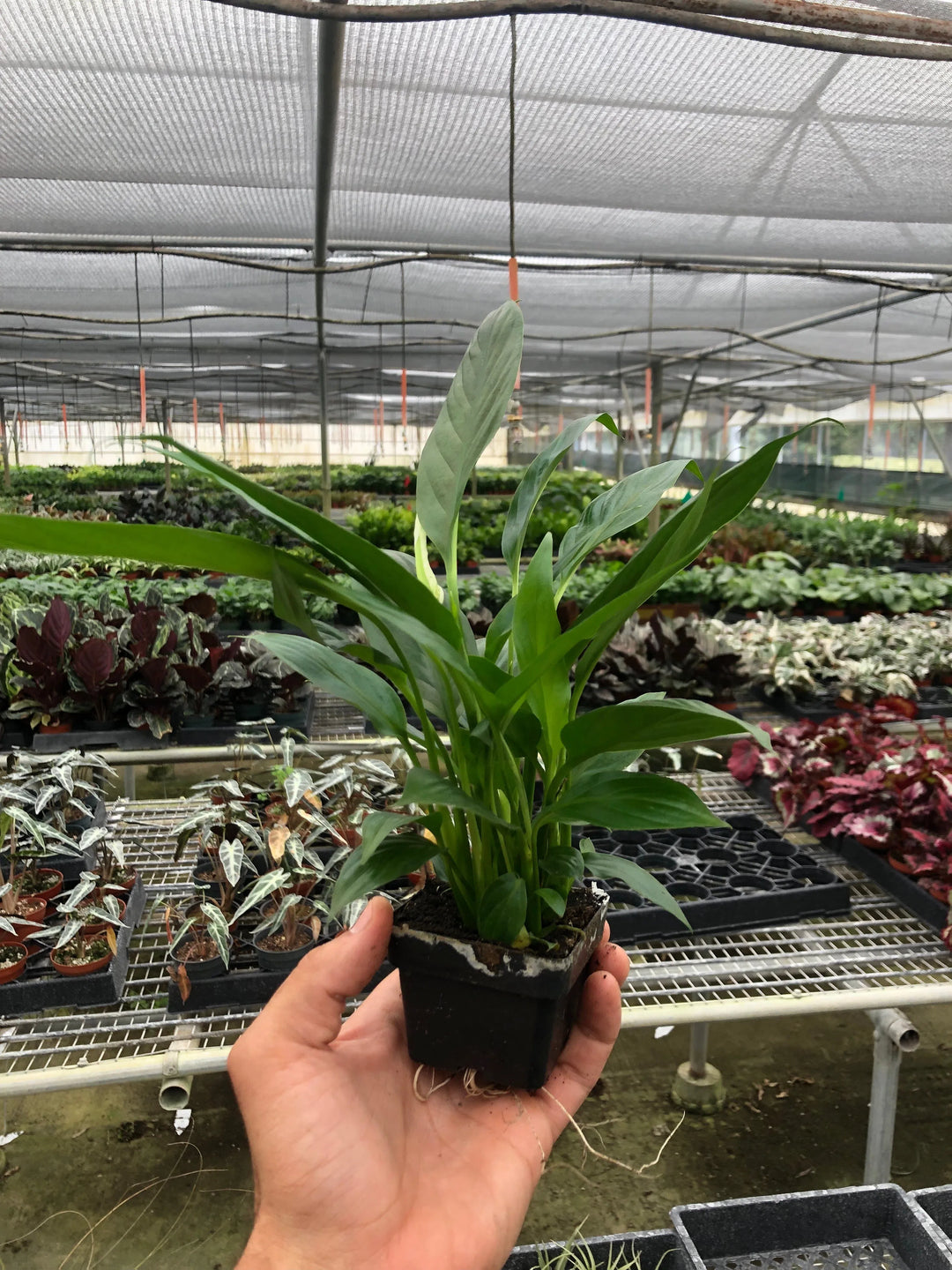 Spathiphyllum 'Peace Lily'-Default-American Plant Supply