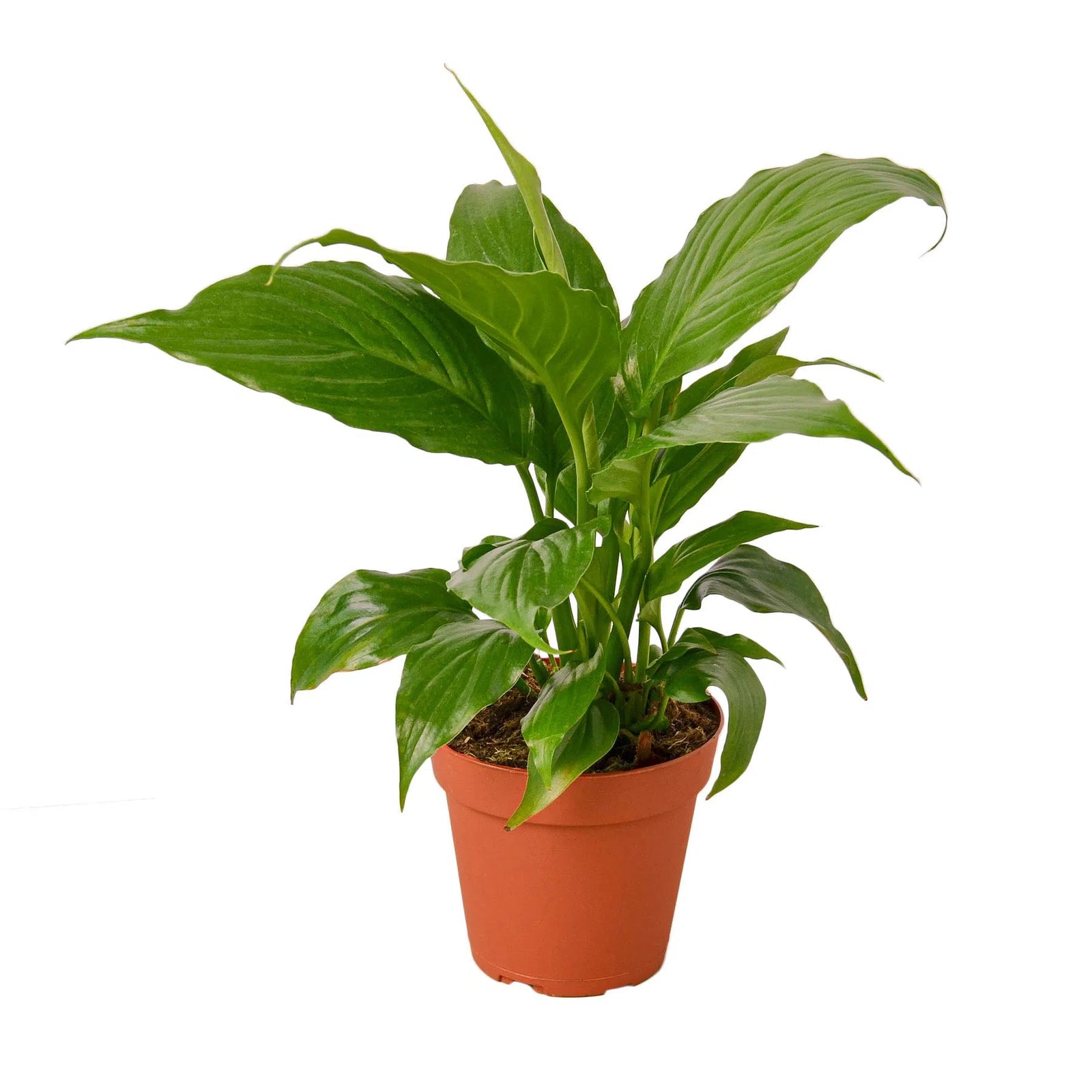 Spathiphyllum 'Peace Lily'-Default-American Plant Supply