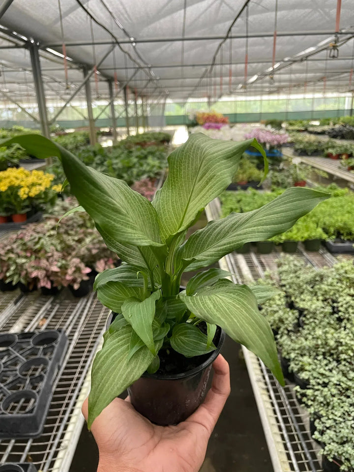 Spathiphyllum 'Platinum Mist'-Default-American Plant Supply