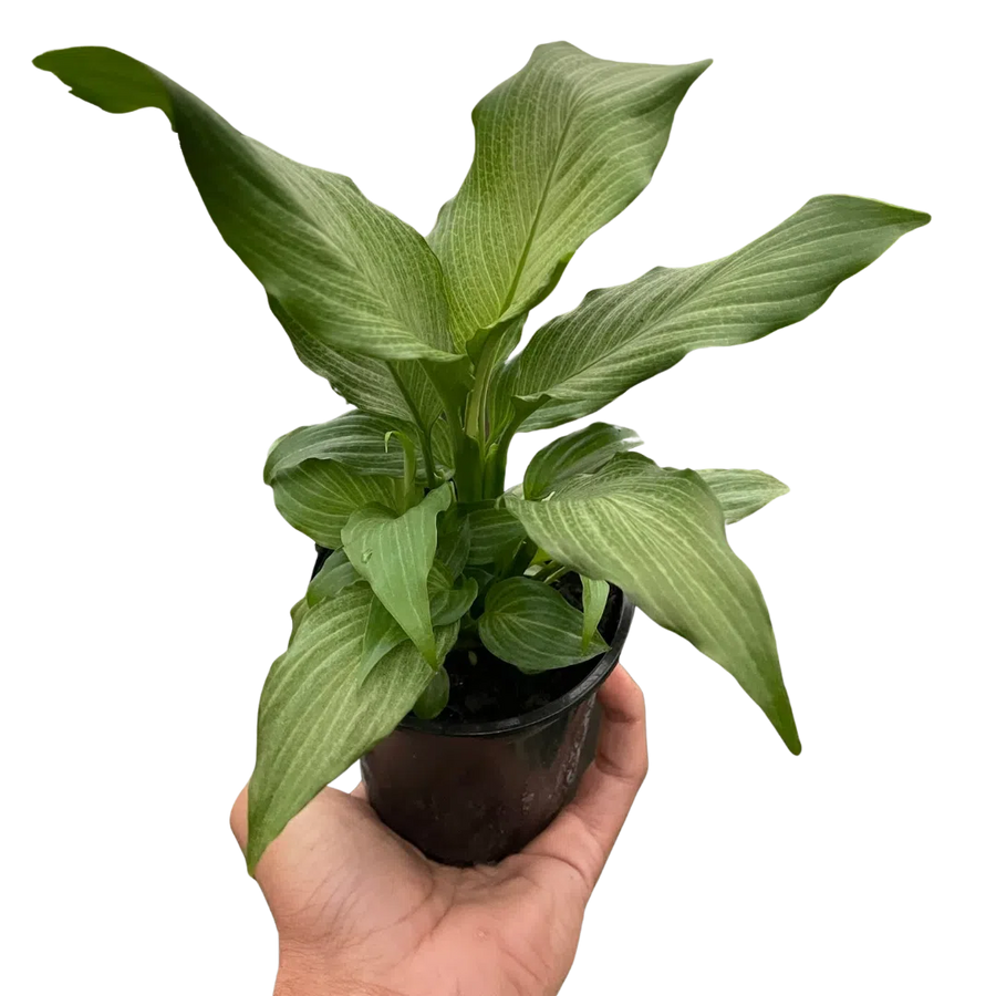 Spathiphyllum 'Platinum Mist'-Default-American Plant Supply