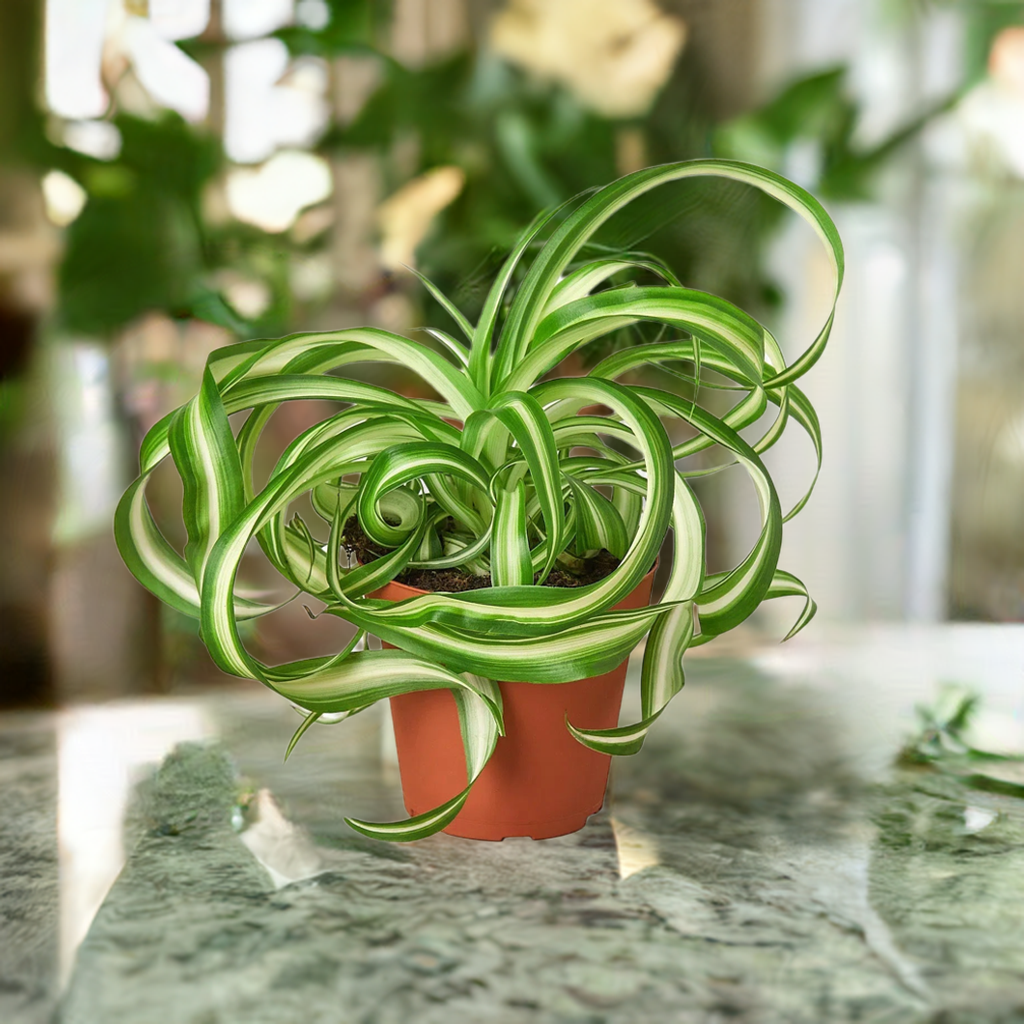 Spider Plant 'Bonnie'