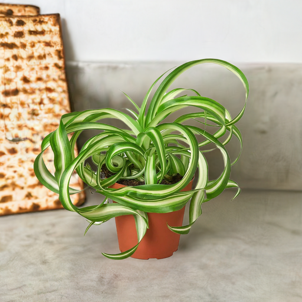 Spider Plant 'Bonnie'