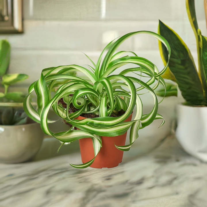 Spider Plant 'Bonnie'