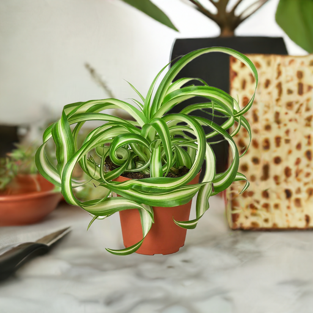 Spider Plant 'Bonnie'