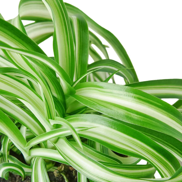 Spider Plant 'Bonnie'-Default-American Plant Supply