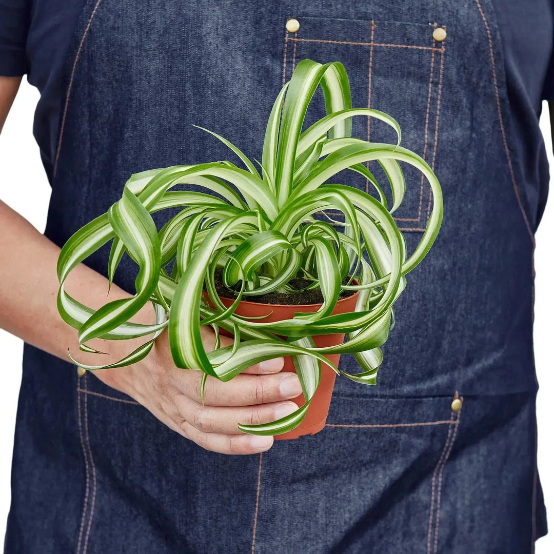 Spider Plant 'Bonnie'-Default-American Plant Supply