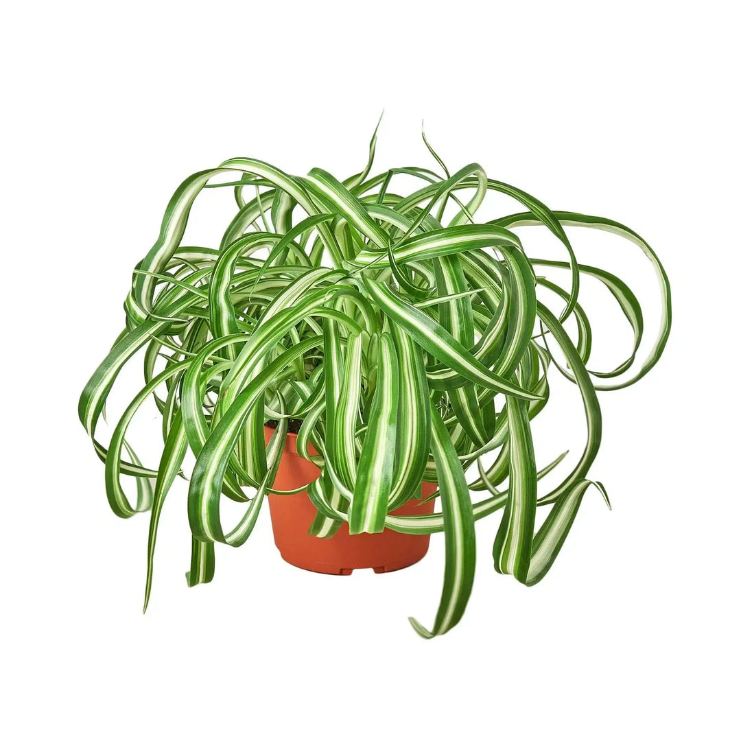 Spider Plant 'Bonnie'-Default-American Plant Supply