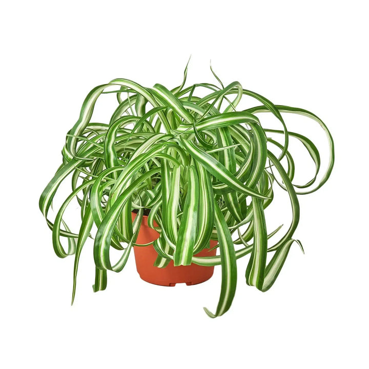 Spider Plant 'Bonnie'-Default-American Plant Supply