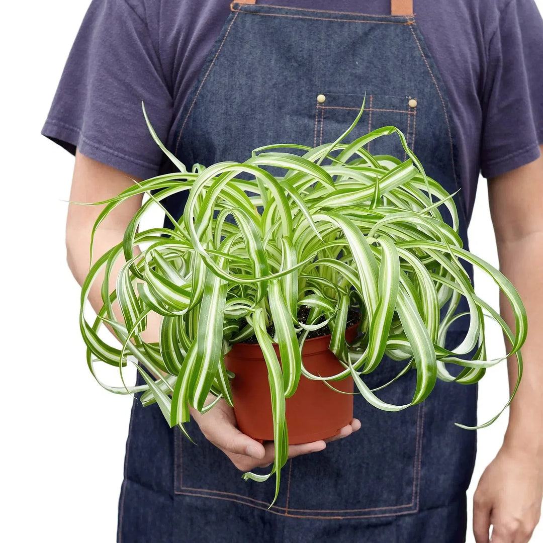 Spider Plant 'Bonnie'-Default-American Plant Supply