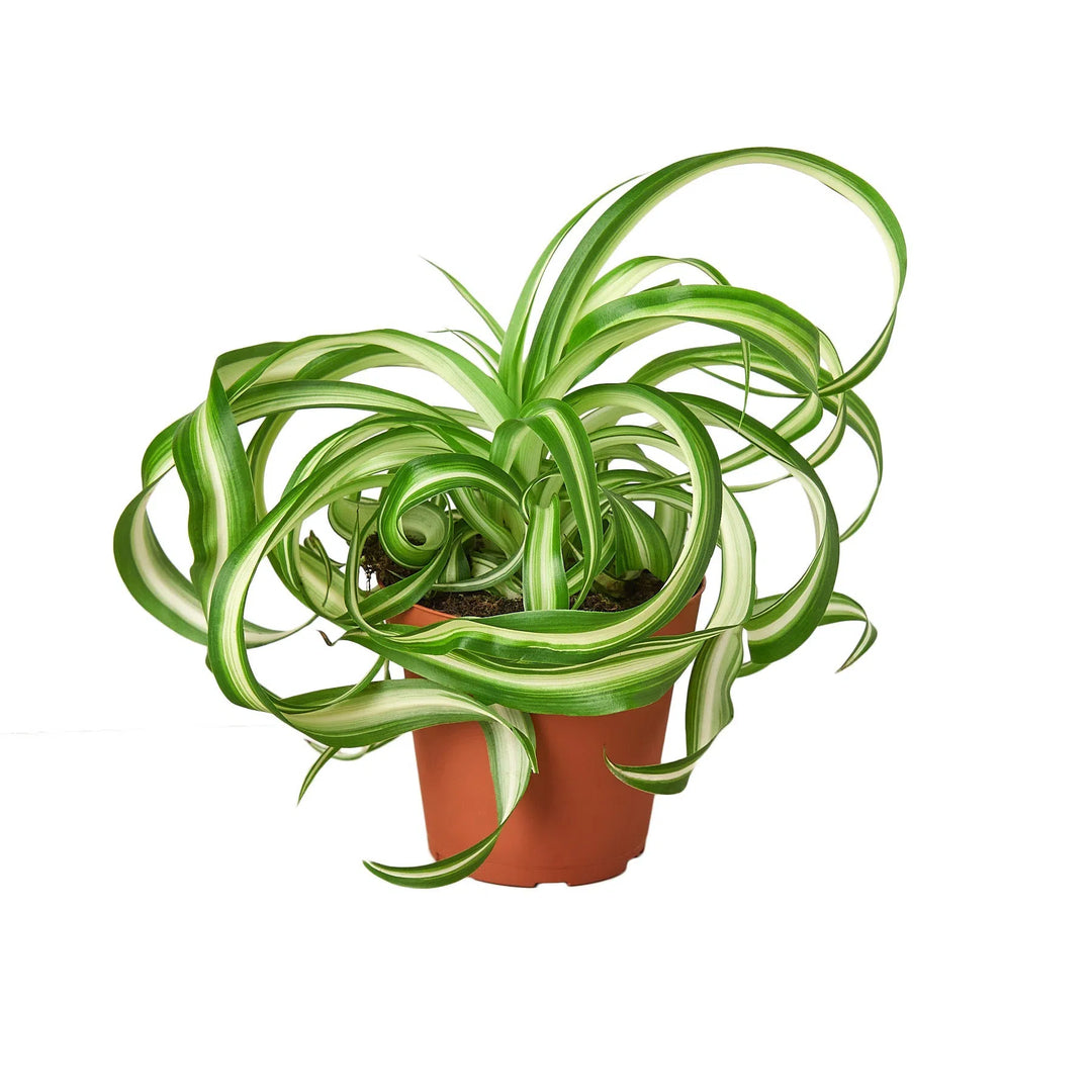 Spider Plant 'Bonnie'-Default-American Plant Supply