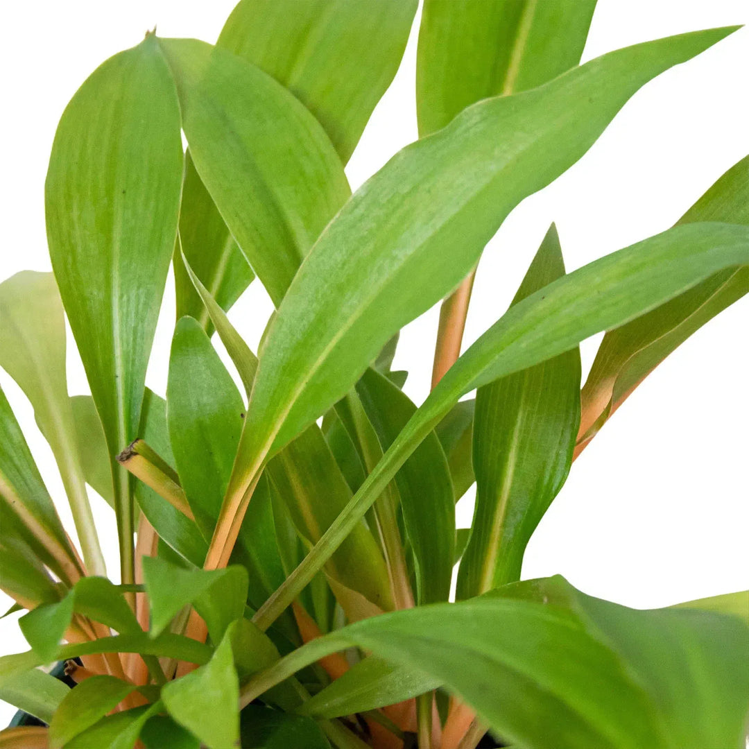 Spider Plant 'Fire Flash'-Indoor Plants-American Plant Supply