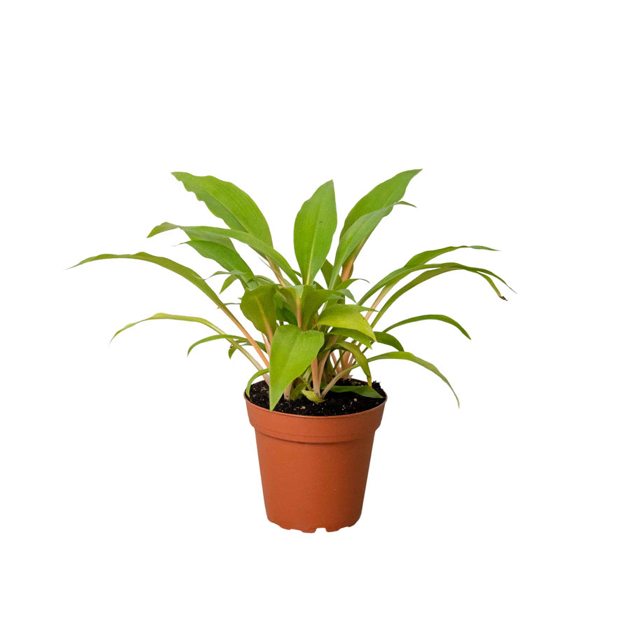 fire flash orange spider plant Spider Plant 'Fire Flash' exclusive at American Plant Supply