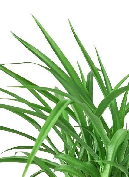 Spider Plant 'Green'-Indoor Plants-American Plant Supply