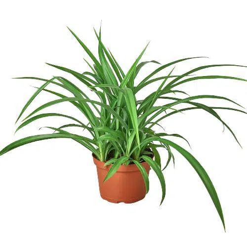 Spider Plant 'Green'-Indoor Plants-American Plant Supply