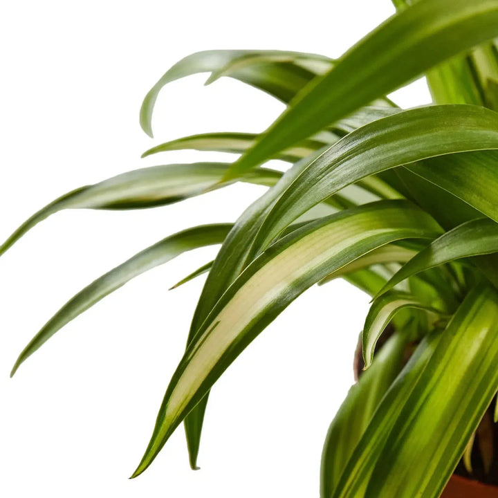 Spider Plant Hawaiian-4" Plant-American Plant Supply