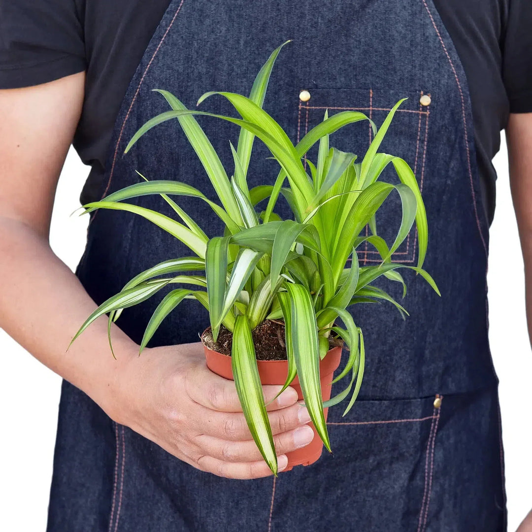 Spider Plant Hawaiian-4" Plant-American Plant Supply