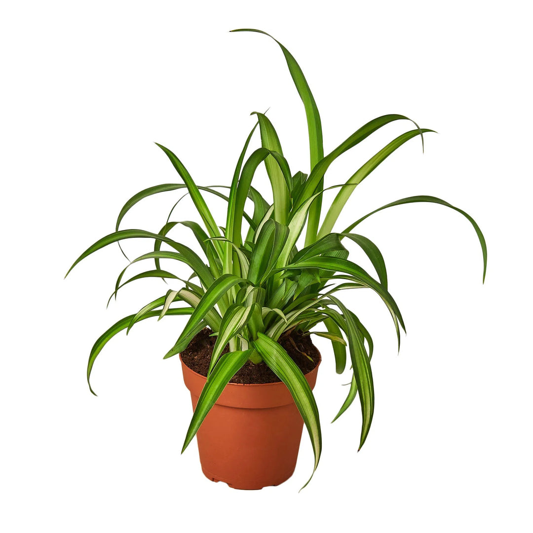 Spider Plant Hawaiian-4" Plant-American Plant Supply