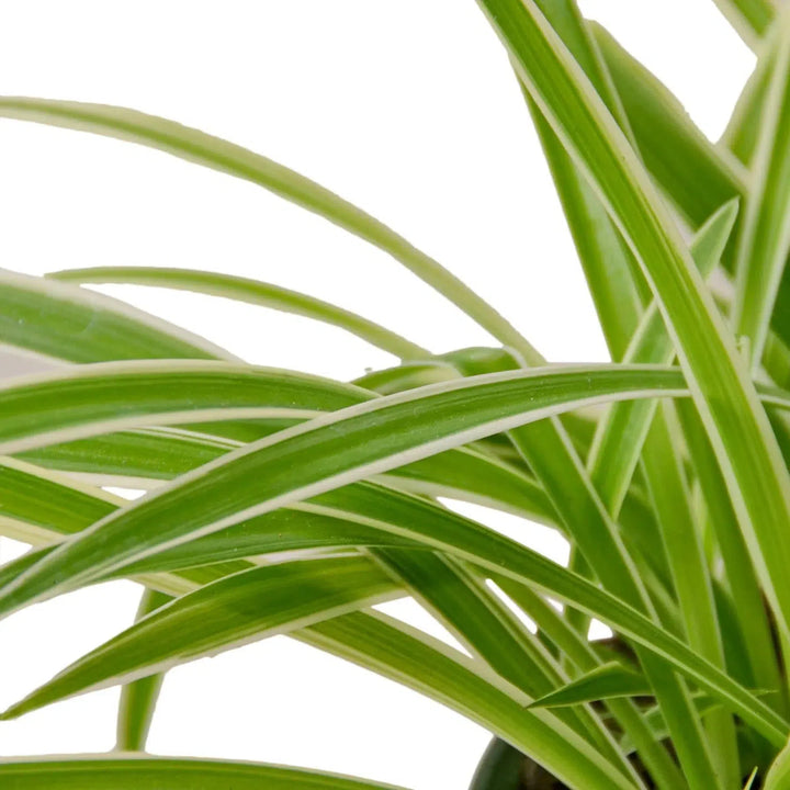 Spider Plant Reverse-Default-American Plant Supply