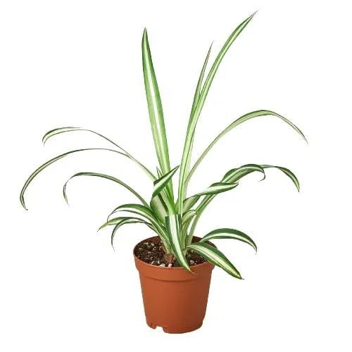 Spider Plant Reverse-Default-American Plant Supply