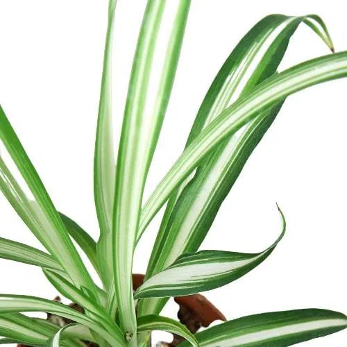 Spider Plant Reverse-Default-American Plant Supply