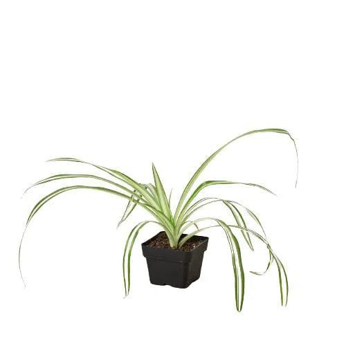 Spider Plant Reverse-Default-American Plant Supply