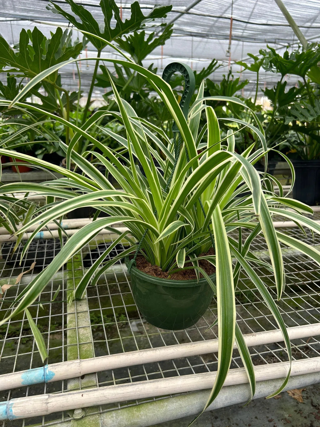 Spider Plant Reverse-Default-American Plant Supply