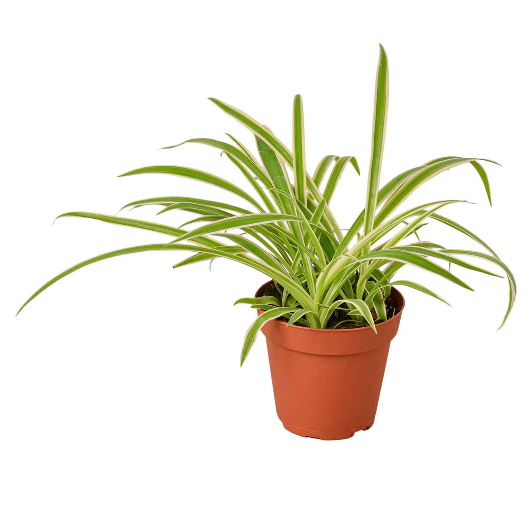 Spider Plant Reverse-Default-American Plant Supply