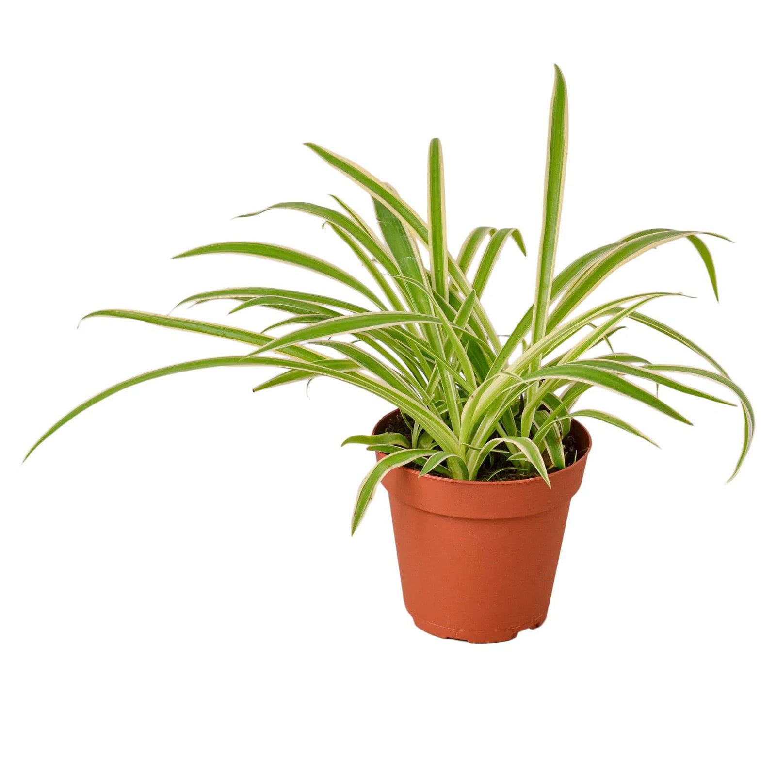 Spider Plant Reverse-Default-American Plant Supply