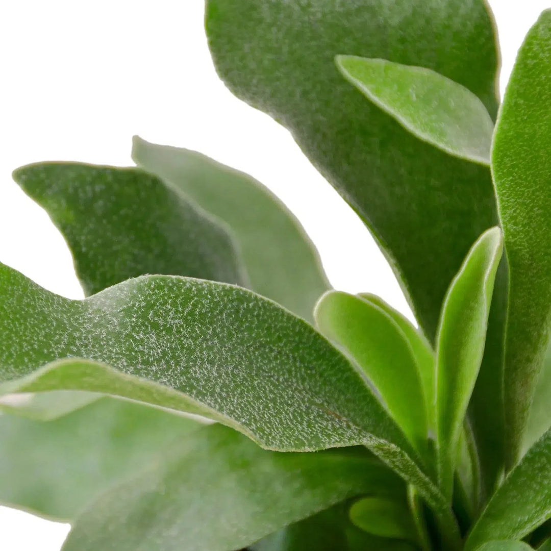 Staghorn Fern-Indoor Plants-American Plant Supply