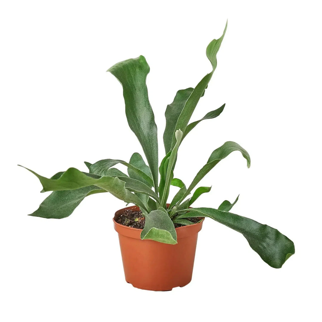 Staghorn Fern-Indoor Plants-American Plant Supply