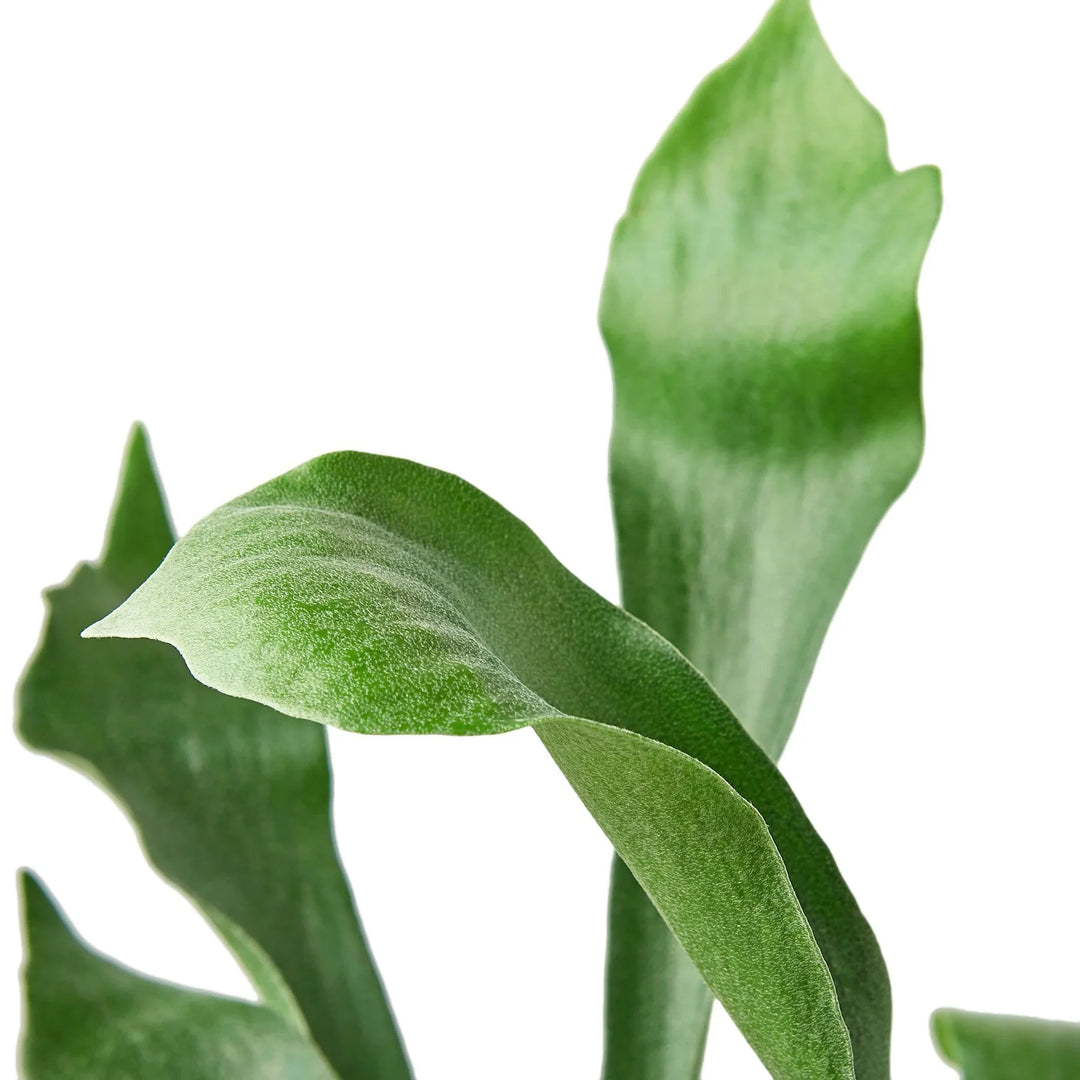 Staghorn Fern-Indoor Plants-American Plant Supply