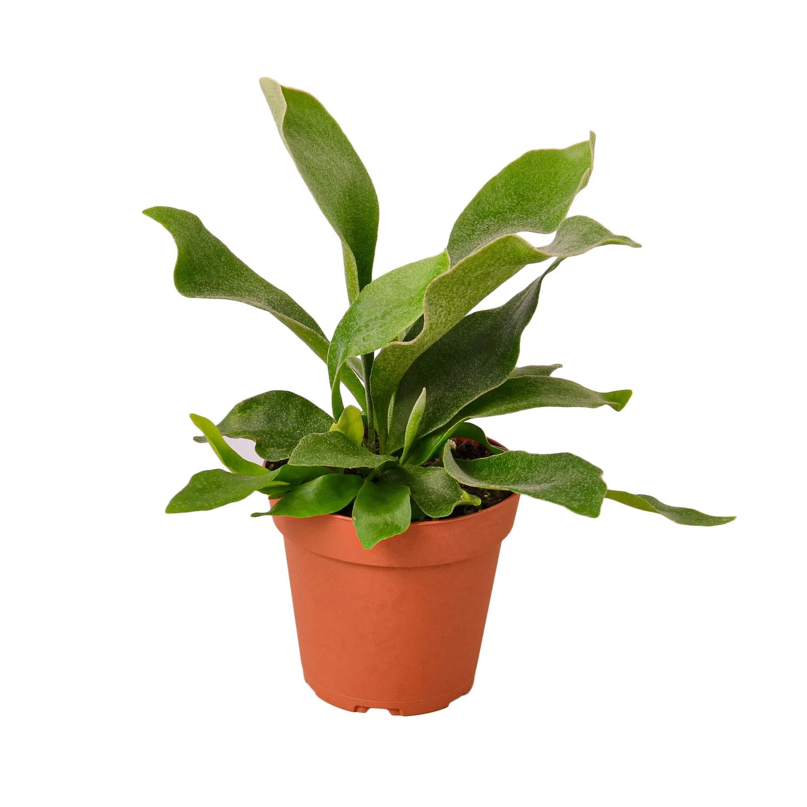 Staghorn Fern-Indoor Plants-American Plant Supply