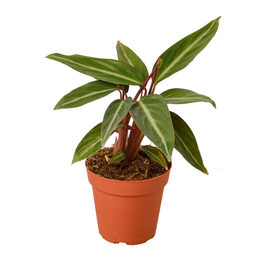 Stromanthe Sanguinea-4" Plant-American Plant Supply