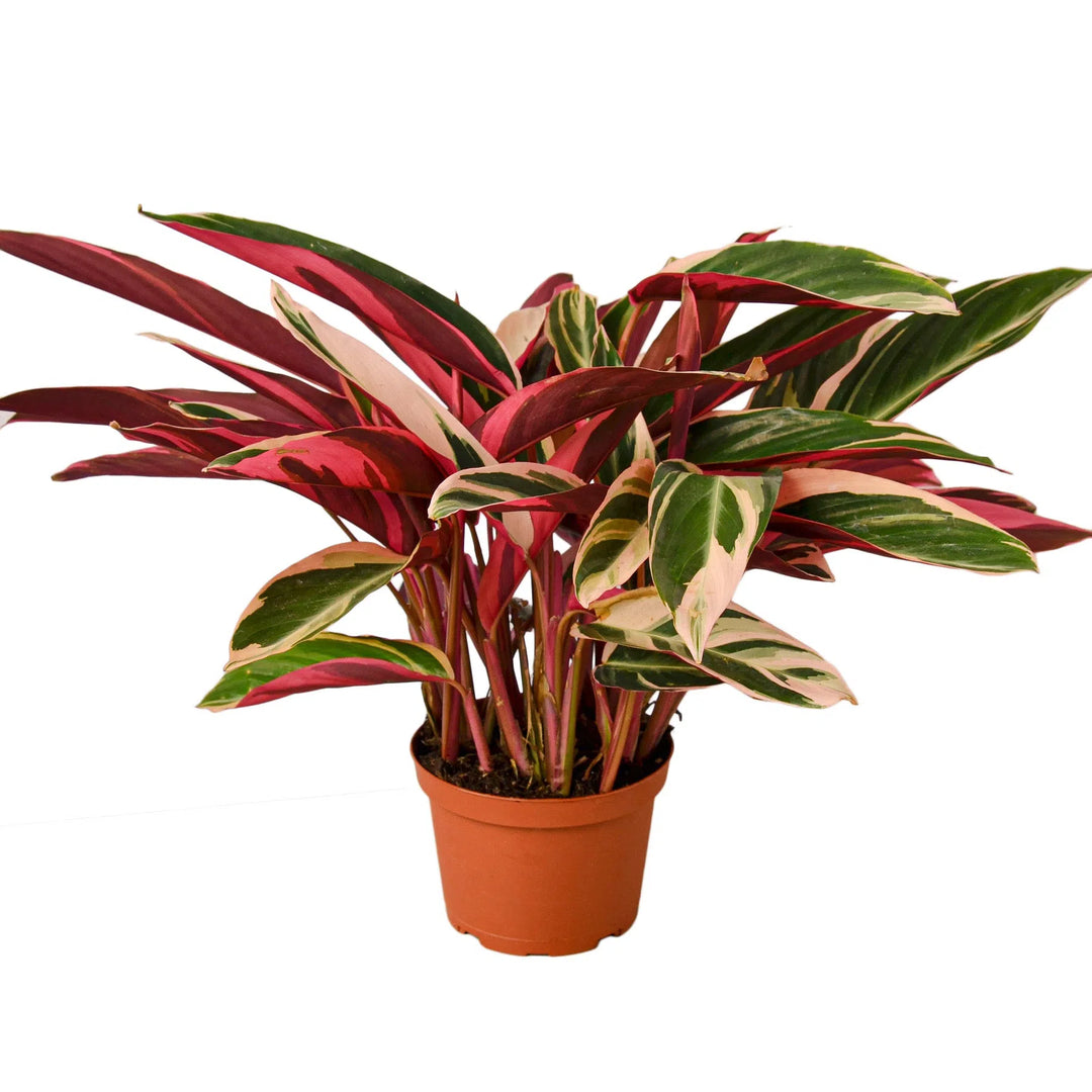 Stromanthe Triostar-6" Plant (1) ($10)-American Plant Supply