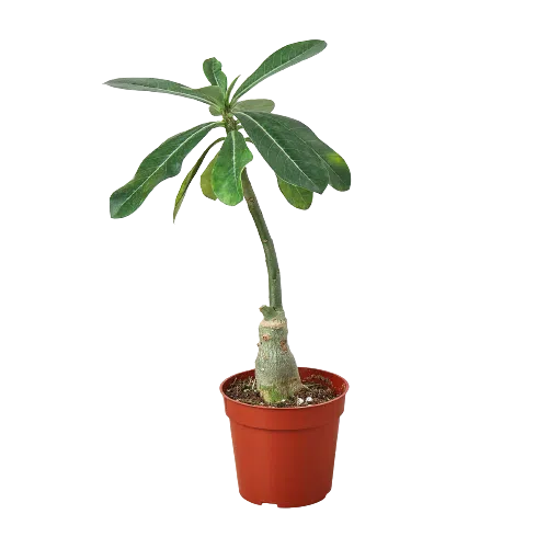 Succulent Adenium Obesum 'Desert Rose'-Succulent-American Plant Supply